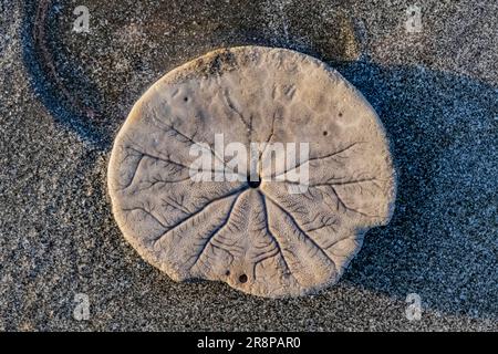 Dollars de sable excentrique, Dendraster excentricus, squelette sur la plage de Hobuck, nation Makah, péninsule olympique, État de Washington, États-Unis [Licence éditoriale o Banque D'Images