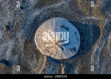 Dollars de sable excentrique, Dendraster excentricus, squelette sur la plage de Hobuck, nation Makah, péninsule olympique, État de Washington, États-Unis [Licence éditoriale o Banque D'Images