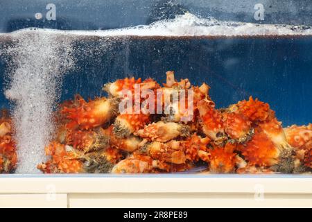 Aquarium restaurant de poissons à Geoje, Corée du Sud. Ananas de mer (Halocynthia roretzi) - espèce de squirt de mer populaire dans la cuisine coréenne. Il est localement c Banque D'Images