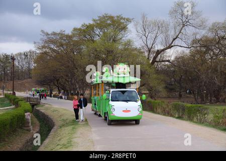 GYEONGJU, CORÉE DU SUD - 26 MARS 2023 : les touristes voyagent à bord du bus électrique de Silkworm dans les sites historiques de Gyeongju, Corée du Sud. Silkworm était un impor Banque D'Images