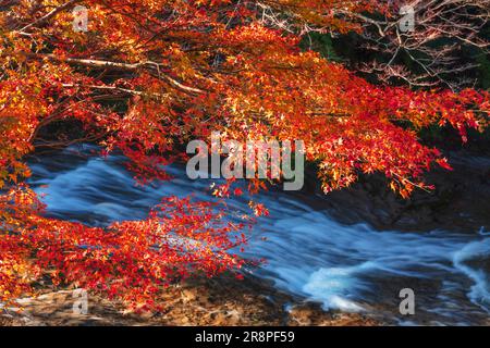 Feuilles d'automne dans la vallée de Yoro Banque D'Images