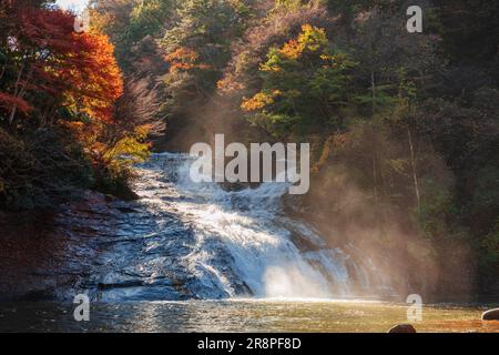 Feuilles d'automne dans la vallée de Yoro Banque D'Images