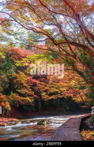 Feuilles d'automne dans la vallée de Yoro Banque D'Images