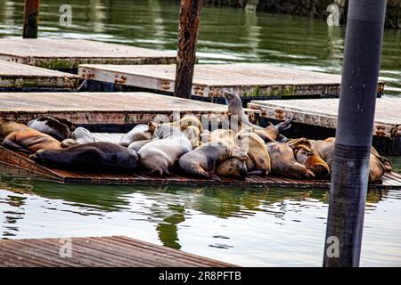 Troupeau de lions de mer et de phoques reposant sur un quai à l'embarcadère 39 du Fisherman's Wharf dans la baie de San Francisco, une ville de l'État de Californie aux États-Unis. Banque D'Images