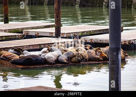 Lions de mer et phoques reposant sur un quai au quai 39 du Fisherman's Wharf dans la baie de San Francisco, une ville de l'État de Californie aux États-Unis. Concept Banque D'Images