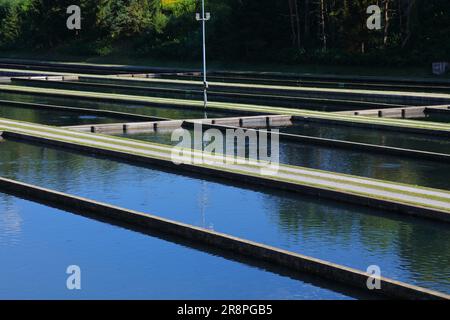 Ferme de truites dans les Alpes autrichiennes. Pisciculture dans des étangs en béton près de Klagenfurt en Carinthie. Banque D'Images