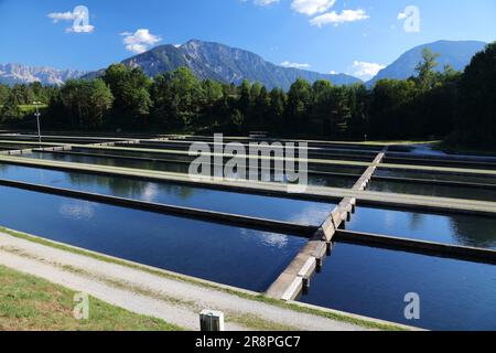 Ferme de truites dans les Alpes autrichiennes. Pisciculture dans des étangs en béton près de Klagenfurt en Carinthie. Banque D'Images