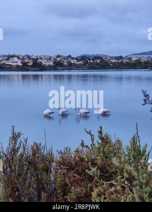 Quatre flamants gracieux avec des plumes roses vibrantes tiennent haut dans les eaux tranquilles d'un lagon à Denia, en Espagne, des plumes roses vibrantes Banque D'Images