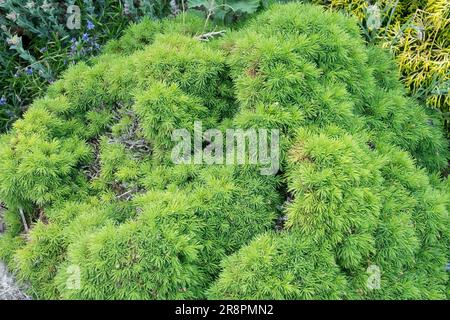 Picea glauca épinette canadienne Picea glauca 'Globe Zwerg' épinette blanche croissance miniature Tiny Spruce Dwarf Form Compact Alberta Spruce Conifer Garden Banque D'Images