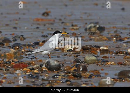 Little Tern (Sternula albifrons) adulte au bord de l'eau Eccles-on-Sea, Norfolk, Royaume-Uni. Avril Banque D'Images