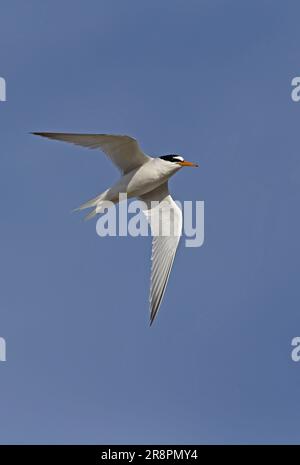 Little Tern (Sternula albifrons) adulte en vol Eccles-on-Sea, Norfolk, Royaume-Uni. Juillet Banque D'Images