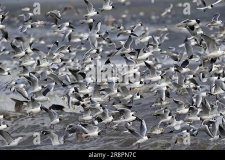alimentation mixte en flock dans les brise-roches. Mouettes méditerranéennes, communes, à tête noire, plus petites à dos noir et harengs se nourrissant à l'épave de Razor Clam Eccles-on-se Banque D'Images