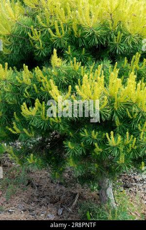 Pin sylvestre Pinus sylvestris Trollalup Pinus Tree Printemps Pinus sylvestris pousses jaune vif couleur conifères branches PIN écossais feuillage aiguilles PIN Banque D'Images