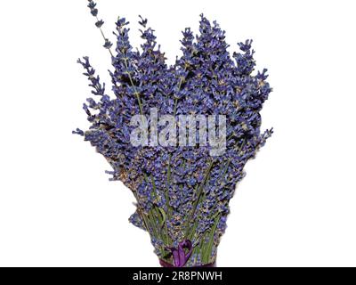 Bouquet de lavande isolé sur fond blanc Banque D'Images