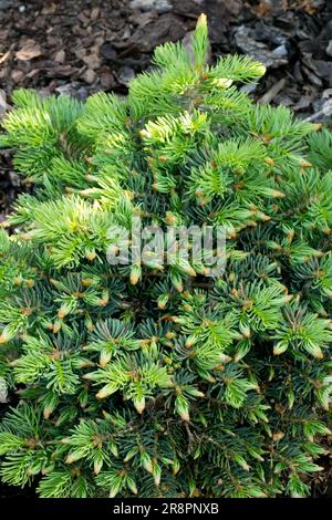 Concolor Fir Abies Concolor 'Charlies Brown' Colorado Fir Small Tree White Fir Low cultivar dense Form Garden Banque D'Images