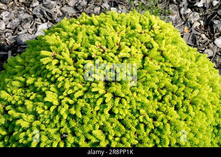 Épinette de Norvège, Picea abies 'Cornell Broom' miniature, forme, nain, épinette, minuscule, Arbre, dense, conifère à croissance lente Banque D'Images