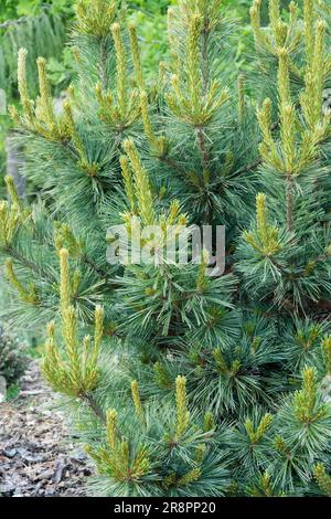 PIN blanc de l'Ouest, Pinus monticola 'Crawford' Banque D'Images