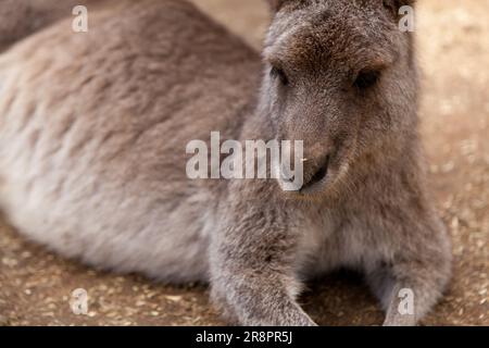 Gray Kangaroo, Koala Park, West Pennant Hills, Sydney, Australie Banque D'Images