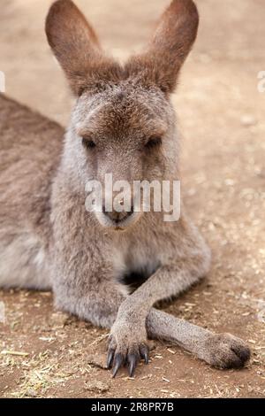 Gray Kangaroo, Koala Park, West Pennant Hills, Sydney, Australie Banque D'Images