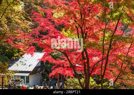 Feuilles d'automne à Shosenkyo Banque D'Images