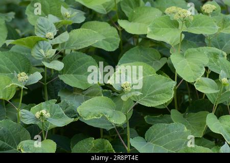 Pousses d'une jeune hortensia sans fleurs dans un lit de fleurs Banque D'Images