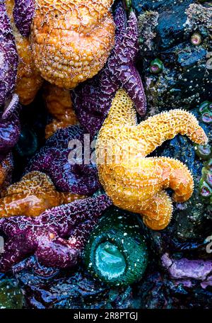 Un groupe d'étoiles de mer et un grand anéome vert sur un rivage rocheux humide Banque D'Images
