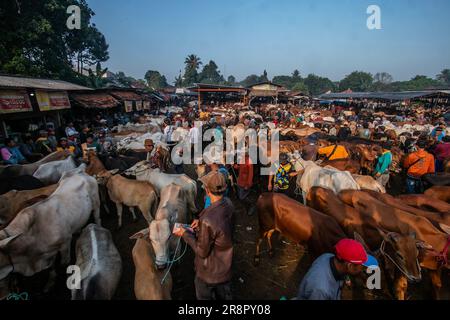 Les marchands d'animaux d'élevage présentent des animaux sacrificiels à vendre sur un marché d'élevage avant le festival musulman Eid Al-Adha, à Jonggol, Régence de Bogor, Java-Ouest, Indonésie sur 22 juin 2023. D'après les données des éleveurs, plus de 900 vaches, 700 chèvres et 600 moutons ont été vendus sur le plus grand marché d'élevage de Java Ouest. EID al-Adha est l'un des jours fériés les plus saints de l'année. Il marque le pèlerinage musulman annuel, connu sous le nom de Hajj, pour visiter la Mecque. Pendant Eid al-Adha, les musulmans abattent des chèvres, des moutons et du bétail en commémoration de la volonté du prophète Abraham de sacrifier son fils pour montrer l'obéissance Banque D'Images