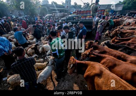 Les marchands d'animaux d'élevage présentent des animaux sacrificiels à vendre sur un marché d'élevage avant le festival musulman Eid Al-Adha, à Jonggol, Régence de Bogor, Java-Ouest, Indonésie sur 22 juin 2023. D'après les données des éleveurs, plus de 900 vaches, 700 chèvres et 600 moutons ont été vendus sur le plus grand marché d'élevage de Java Ouest. EID al-Adha est l'un des jours fériés les plus saints de l'année. Il marque le pèlerinage musulman annuel, connu sous le nom de Hajj, pour visiter la Mecque. Pendant Eid al-Adha, les musulmans abattent des chèvres, des moutons et du bétail en commémoration de la volonté du prophète Abraham de sacrifier son fils pour montrer l'obéissance Banque D'Images