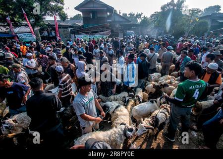 Les éleveurs de bétail présentent des moutons à vendre sur un marché du bétail avant le festival musulman Eid Al-Adha, à Jonggol, Régence de Bogor, Java Ouest, Indonésie sur 22 juin 2023. D'après les données des éleveurs, plus de 900 vaches, 700 chèvres et 600 moutons ont été vendus sur le plus grand marché d'élevage de Java Ouest. EID al-Adha est l'un des jours fériés les plus saints de l'année. Il marque le pèlerinage musulman annuel, connu sous le nom de Hajj, pour visiter la Mecque. Pendant Eid al-Adha, les musulmans abattent des chèvres, des moutons et du bétail en commémoration de la volonté du prophète Abraham de sacrifier son fils pour montrer l'obéissance à Dieu. Ils s Banque D'Images