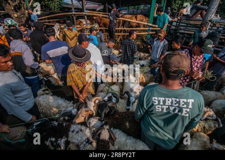 Les marchands d'animaux d'élevage présentent des animaux sacrificiels à vendre sur un marché d'élevage avant le festival musulman Eid Al-Adha, à Jonggol, Régence de Bogor, Java-Ouest, Indonésie sur 22 juin 2023. D'après les données des éleveurs, plus de 900 vaches, 700 chèvres et 600 moutons ont été vendus sur le plus grand marché d'élevage de Java Ouest. EID al-Adha est l'un des jours fériés les plus saints de l'année. Il marque le pèlerinage musulman annuel, connu sous le nom de Hajj, pour visiter la Mecque. Pendant Eid al-Adha, les musulmans abattent des chèvres, des moutons et du bétail en commémoration de la volonté du prophète Abraham de sacrifier son fils pour montrer l'obéissance Banque D'Images