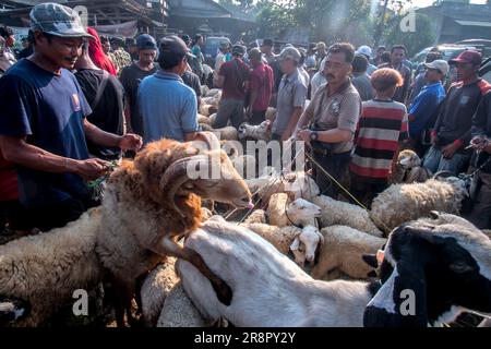 Les éleveurs de bétail présentent des moutons à vendre sur un marché du bétail avant le festival musulman Eid Al-Adha, à Jonggol, Régence de Bogor, Java Ouest, Indonésie sur 22 juin 2023. D'après les données des éleveurs, plus de 900 vaches, 700 chèvres et 600 moutons ont été vendus sur le plus grand marché d'élevage de Java Ouest. EID al-Adha est l'un des jours fériés les plus saints de l'année. Il marque le pèlerinage musulman annuel, connu sous le nom de Hajj, pour visiter la Mecque. Pendant Eid al-Adha, les musulmans abattent des chèvres, des moutons et du bétail en commémoration de la volonté du prophète Abraham de sacrifier son fils pour montrer l'obéissance à Dieu. Ils s Banque D'Images