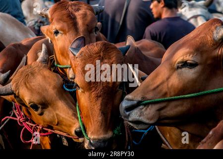 Les éleveurs de bétail présentent des vaches à vendre sur un marché du bétail avant le festival musulman Eid Al-Adha, à Jonggol, Régence de Bogor, Java Ouest, Indonésie sur 22 juin 2023. D'après les données des éleveurs, plus de 900 vaches, 700 chèvres et 600 moutons ont été vendus sur le plus grand marché d'élevage de Java Ouest. EID al-Adha est l'un des jours fériés les plus saints de l'année. Il marque le pèlerinage musulman annuel, connu sous le nom de Hajj, pour visiter la Mecque. Pendant Eid al-Adha, les musulmans abattent des chèvres, des moutons et du bétail en commémoration de la volonté du prophète Abraham de sacrifier son fils pour montrer l'obéissance à Dieu. Ils sp Banque D'Images