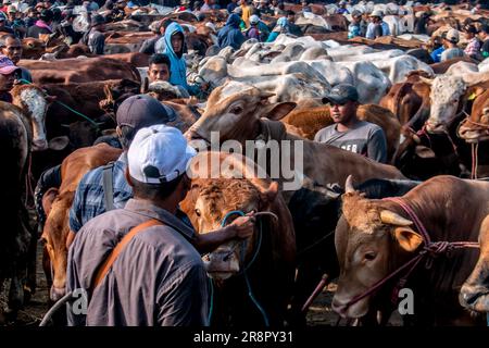 Les éleveurs de bétail présentent des vaches à vendre sur un marché du bétail avant le festival musulman Eid Al-Adha, à Jonggol, Régence de Bogor, Java Ouest, Indonésie sur 22 juin 2023. D'après les données des éleveurs, plus de 900 vaches, 700 chèvres et 600 moutons ont été vendus sur le plus grand marché d'élevage de Java Ouest. EID al-Adha est l'un des jours fériés les plus saints de l'année. Il marque le pèlerinage musulman annuel, connu sous le nom de Hajj, pour visiter la Mecque. Pendant Eid al-Adha, les musulmans abattent des chèvres, des moutons et du bétail en commémoration de la volonté du prophète Abraham de sacrifier son fils pour montrer l'obéissance à Dieu. Ils sp Banque D'Images