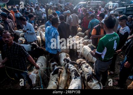 Les éleveurs de bétail présentent des moutons à vendre sur un marché du bétail avant le festival musulman Eid Al-Adha, à Jonggol, Régence de Bogor, Java Ouest, Indonésie sur 22 juin 2023. D'après les données des éleveurs, plus de 900 vaches, 700 chèvres et 600 moutons ont été vendus sur le plus grand marché d'élevage de Java Ouest. EID al-Adha est l'un des jours fériés les plus saints de l'année. Il marque le pèlerinage musulman annuel, connu sous le nom de Hajj, pour visiter la Mecque. Pendant Eid al-Adha, les musulmans abattent des chèvres, des moutons et du bétail en commémoration de la volonté du prophète Abraham de sacrifier son fils pour montrer l'obéissance à Dieu. Ils s Banque D'Images