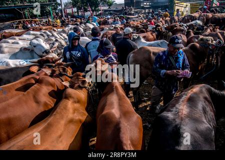 Les éleveurs de bétail présentent des vaches à vendre sur un marché du bétail avant le festival musulman Eid Al-Adha, à Jonggol, Régence de Bogor, Java Ouest, Indonésie sur 22 juin 2023. D'après les données des éleveurs, plus de 900 vaches, 700 chèvres et 600 moutons ont été vendus sur le plus grand marché d'élevage de Java Ouest. EID al-Adha est l'un des jours fériés les plus saints de l'année. Il marque le pèlerinage musulman annuel, connu sous le nom de Hajj, pour visiter la Mecque. Pendant Eid al-Adha, les musulmans abattent des chèvres, des moutons et du bétail en commémoration de la volonté du prophète Abraham de sacrifier son fils pour montrer l'obéissance à Dieu. Ils sp Banque D'Images