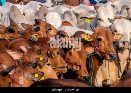 Les marchands d'animaux d'élevage présentent des animaux sacrificiels à vendre sur un marché d'élevage avant le festival musulman Eid Al-Adha, à Jonggol, Régence de Bogor, Java-Ouest, Indonésie sur 22 juin 2023. D'après les données des éleveurs, plus de 900 vaches, 700 chèvres et 600 moutons ont été vendus sur le plus grand marché d'élevage de Java Ouest. EID al-Adha est l'un des jours fériés les plus saints de l'année. Il marque le pèlerinage musulman annuel, connu sous le nom de Hajj, pour visiter la Mecque. Pendant Eid al-Adha, les musulmans abattent des chèvres, des moutons et du bétail en commémoration de la volonté du prophète Abraham de sacrifier son fils pour montrer l'obéissance Banque D'Images