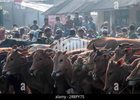 Les éleveurs de bétail présentent des vaches à vendre sur un marché du bétail avant le festival musulman Eid Al-Adha, à Jonggol, Régence de Bogor, Java Ouest, Indonésie sur 22 juin 2023. D'après les données des éleveurs, plus de 900 vaches, 700 chèvres et 600 moutons ont été vendus sur le plus grand marché d'élevage de Java Ouest. EID al-Adha est l'un des jours fériés les plus saints de l'année. Il marque le pèlerinage musulman annuel, connu sous le nom de Hajj, pour visiter la Mecque. Pendant Eid al-Adha, les musulmans abattent des chèvres, des moutons et du bétail en commémoration de la volonté du prophète Abraham de sacrifier son fils pour montrer l'obéissance à Dieu. Ils sp Banque D'Images