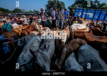 Les éleveurs de bétail présentent des vaches à vendre sur un marché du bétail avant le festival musulman Eid Al-Adha, à Jonggol, Régence de Bogor, Java Ouest, Indonésie sur 22 juin 2023. D'après les données des éleveurs, plus de 900 vaches, 700 chèvres et 600 moutons ont été vendus sur le plus grand marché d'élevage de Java Ouest. EID al-Adha est l'un des jours fériés les plus saints de l'année. Il marque le pèlerinage musulman annuel, connu sous le nom de Hajj, pour visiter la Mecque. Pendant Eid al-Adha, les musulmans abattent des chèvres, des moutons et du bétail en commémoration de la volonté du prophète Abraham de sacrifier son fils pour montrer l'obéissance à Dieu. Ils sp Banque D'Images