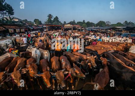 Les marchands d'animaux d'élevage présentent des animaux sacrificiels à vendre sur un marché d'élevage avant le festival musulman Eid Al-Adha, à Jonggol, Régence de Bogor, Java-Ouest, Indonésie sur 22 juin 2023. D'après les données des éleveurs, plus de 900 vaches, 700 chèvres et 600 moutons ont été vendus sur le plus grand marché d'élevage de Java Ouest. EID al-Adha est l'un des jours fériés les plus saints de l'année. Il marque le pèlerinage musulman annuel, connu sous le nom de Hajj, pour visiter la Mecque. Pendant Eid al-Adha, les musulmans abattent des chèvres, des moutons et du bétail en commémoration de la volonté du prophète Abraham de sacrifier son fils pour montrer l'obéissance Banque D'Images