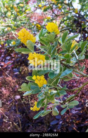 Balai d'ananas, Argyrocytisus battandieri Banque D'Images