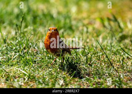 Un gros plan d'un erithacus rubecula, communément connu sous le nom de Robin, au soleil d'été Banque D'Images