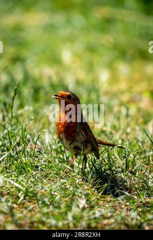 Un gros plan d'un erithacus rubecula, communément connu sous le nom de Robin, au soleil d'été Banque D'Images
