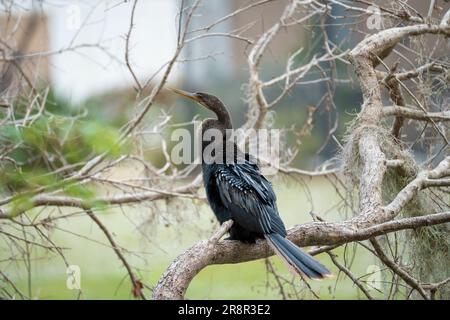 Un grand oiseau anhinga reposant sur une branche d'arbre dans les terres humides de Floride Banque D'Images