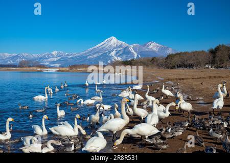 Swan, lac d'Inawashiro et montagne Bandai Banque D'Images