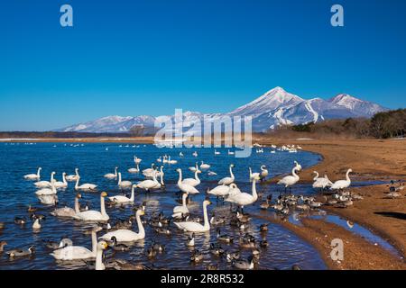 Swan, lac d'Inawashiro et montagne Bandai Banque D'Images