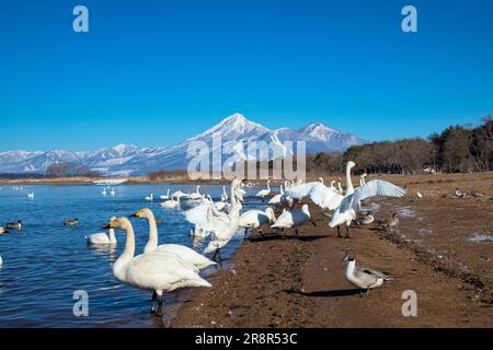 Swan, lac d'Inawashiro et montagne Bandai Banque D'Images