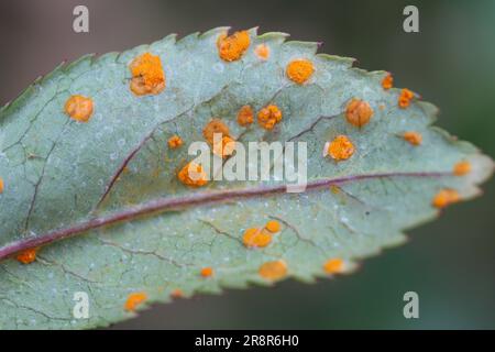 Le champignon de la rouille rose causé par un champignon Phragmidium mucronatum et P. tuberculatum. Symptômes sur les roses ornementales dans le jardin. Banque D'Images