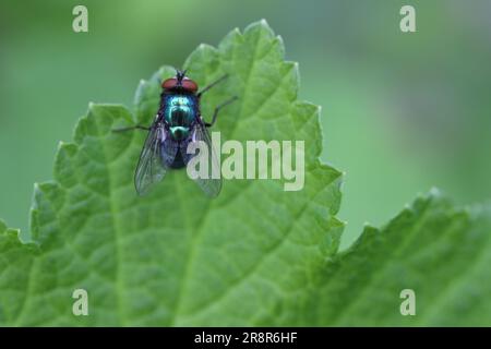 Mouche verte commune (mouche de coup, Lucilia sericata) sur une feuille verte. Banque D'Images