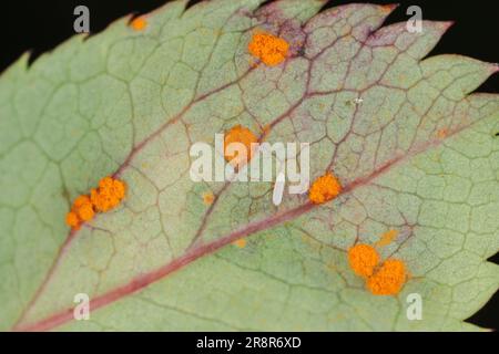 Le champignon de la rouille rose causé par un champignon Phragmidium mucronatum et P. tuberculatum. Symptômes sur les roses ornementales dans le jardin. Banque D'Images