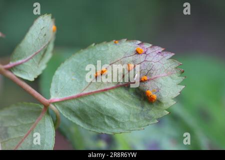 Le champignon de la rouille rose causé par un champignon Phragmidium mucronatum et P. tuberculatum. Symptômes sur les roses ornementales dans le jardin. Banque D'Images